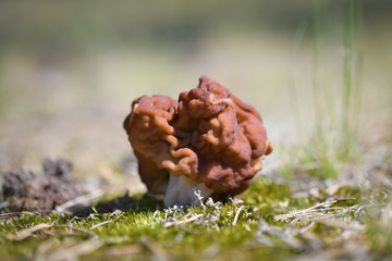 Red wrinkled morel mushroom hat among green moss