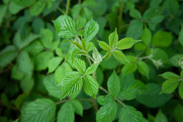 green nature perfect for background full of grass and plants