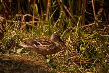 Wild duck in the grass