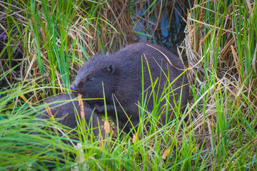 Beaver, beavers family, hidden in the grass, playing, black fur, water animals, nature, mammals
