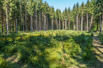 Wiederaufforstung und Neubepflanzung des Mischwaldes im Frühjahr