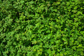 green nature perfect for background full of grass and plants