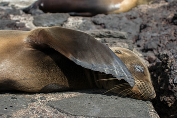 Sea lion sleeping in Galapagos Islands