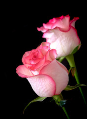 red rose flower stands on a black background