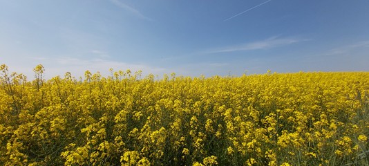 yellow flower agriculture 