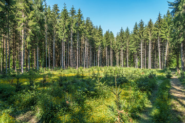 Wiederaufforstung und Neubepflanzung des Mischwaldes im Frühjahr