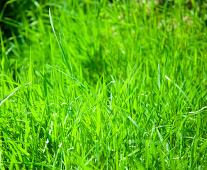 green nature perfect for background full of grass and plants