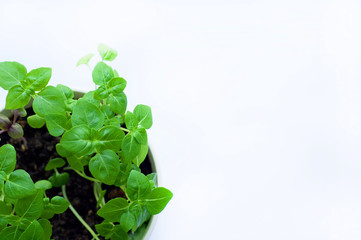 Seedlings Vegetable Green Basil in a pot on a white background. Organic Food Concepts. Place for text.