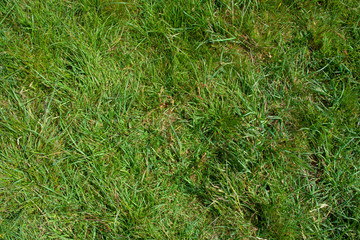 green nature perfect for background full of grass and plants