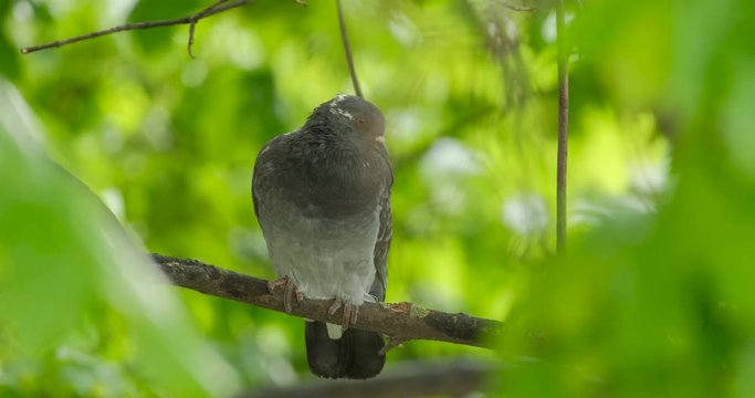 Feral pigeons (Columba livia domestica) or city doveclose up on the tree 4K UHD