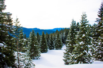 pines and snow one