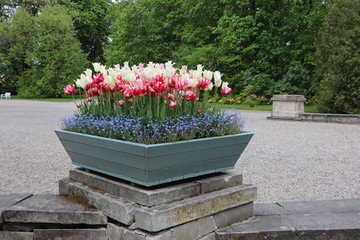 Tulipany w skrzynce