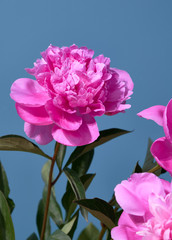 bouquet of peonies stands on a beautiful background