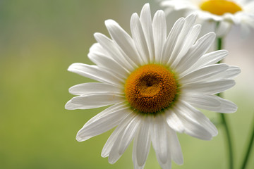Fototapeta na wymiar daisy flower growing on a light background