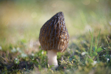 Chocolate wrinkled morel mushroom hat among spring grass