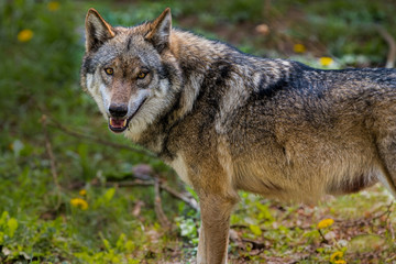 Wolf 1827