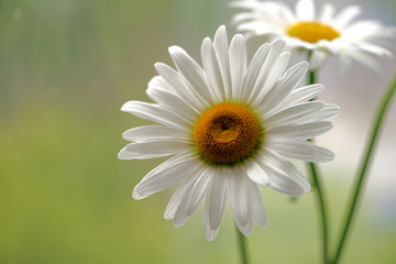 Obraz premium daisy flower growing on a light background