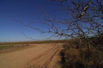 Campo santiago del estero