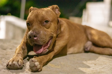 A large brown pit bull dog rests on concrete on a summer night