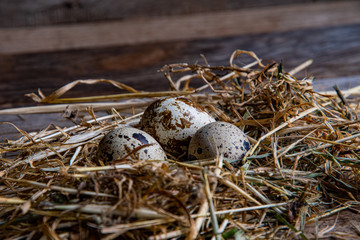 Quail eggs in the hay, in dry grass, in a nest on wooden boards.