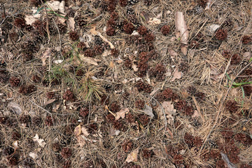 Fir cones forest background. Fir tree and pine tree cones texture. Texture of a forest floor with green moss, twigs and dried leaves.