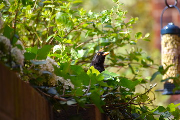 Bright orange yellow beak and eye ring make male blackbird one of most striking British garden birds. The dark brown adult bird has lighter streaks on the breast glossy black plumage and blackish legs