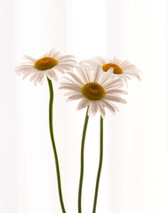 daisy flower growing on a white background