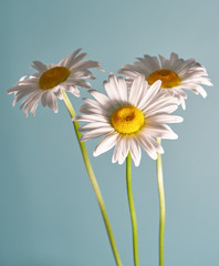 daisy flower growing on a light background