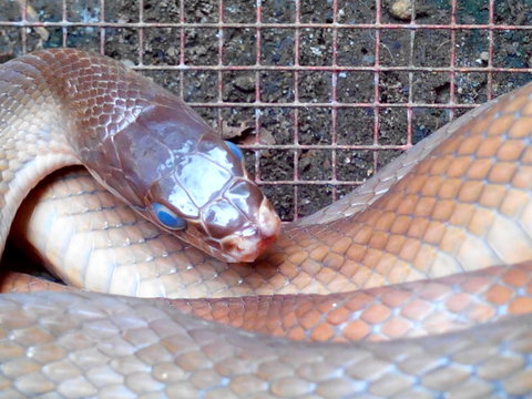 Snake In Cage