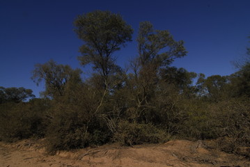 Campo santiago del estero