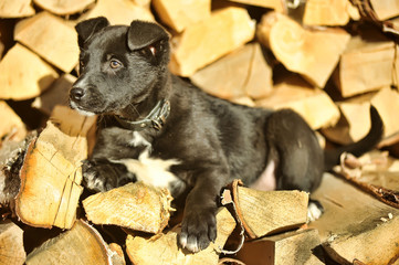 black and white puppy mongrel on the background of woodpile
