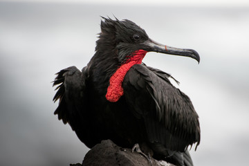 Magnificent frigatebird from Galapagos Islands