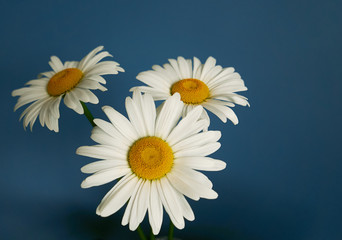 Obraz premium daisy flower growing on a light background