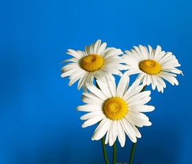 daisy flower growing on a light background