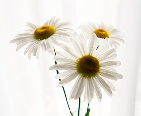daisy flower growing on a light background