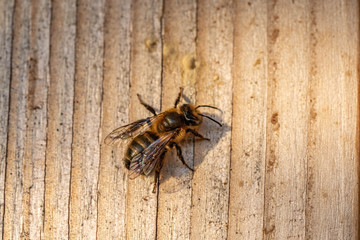 silk bee sitting on wooden insect hotel at sunset