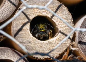 wild bee caught in flight approaching its home in an insect hotel