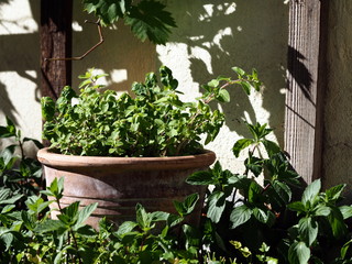 herbs in a pot in garden