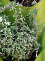 close up of italian herb marjoram - origanum majorana