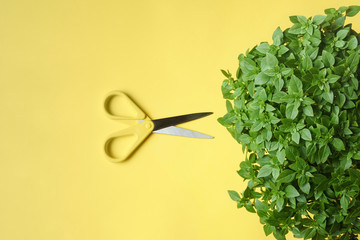 Yellow office scissors and green basil leaves on a yellow background