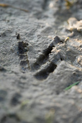footprint of a tiny bird in the mud