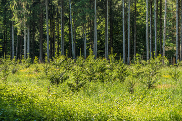 Obraz premium Wiederaufforstung und Neubepflanzung des Mischwaldes im Frühjahr