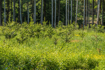 Wiederaufforstung und Neubepflanzung des Mischwaldes im Frühjahr