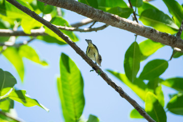 vireo de brell