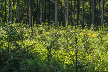 Wiederaufforstung und Neubepflanzung des Mischwaldes im Frühjahr © focus finder