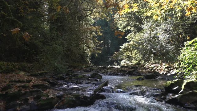 4K Footage Of Cedar Creek In Washington Statev