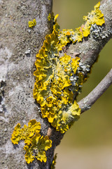 yellow birch bark