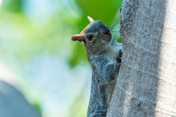 ardilla
