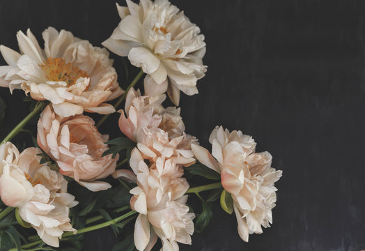 Withered coral peonies on dark vintage background. Fading flowers herbarium. Floral art. Floral design. Botanical background.