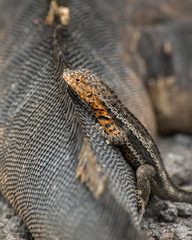 Mother and child reptiles